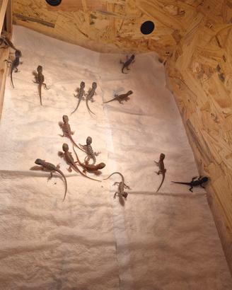 Pogona Vitticeps. drago barbuto varie morph