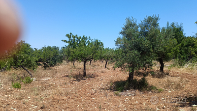 Terreno con alberi di ulivo e mandorle