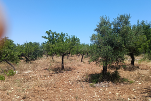 Terreno con alberi di ulivo e mandorle