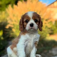 Cavalier King