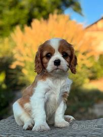Cavalier King