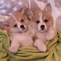 Cuccioli di corgi