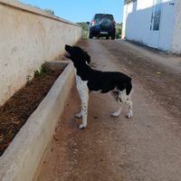 Epanguel breton