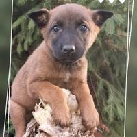 Allevamento e Cuccioli Pastore Belga Malinois