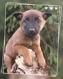 Allevamento e Cuccioli Pastore Belga Malinois