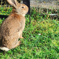 Conigli giganti incrocio Papillon e Fiandre