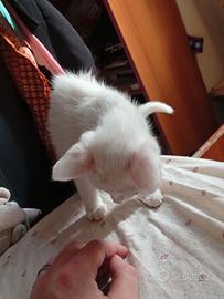 Gattini di due mesi