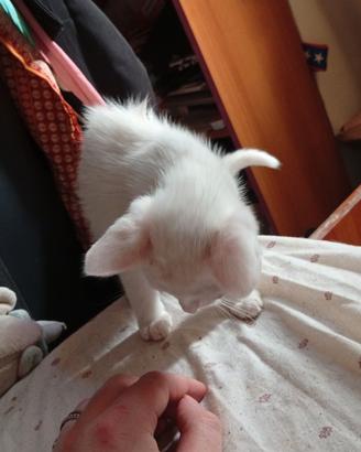Gattini di due mesi