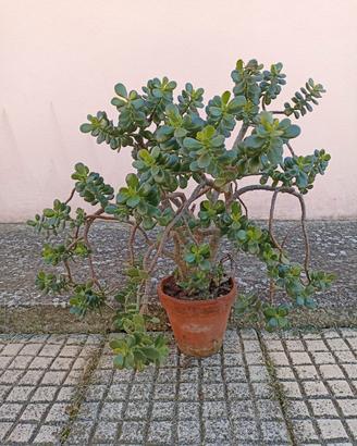Albero di Giada 