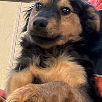 Cucciolo meticcio dolcissimo