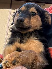 Cucciolo meticcio dolcissimo