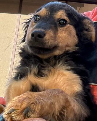 Cucciolo meticcio dolcissimo