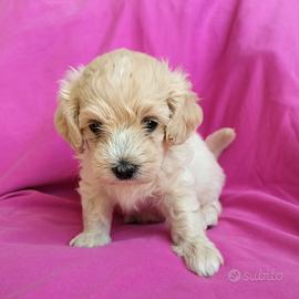 cucciola cane maltipoo
