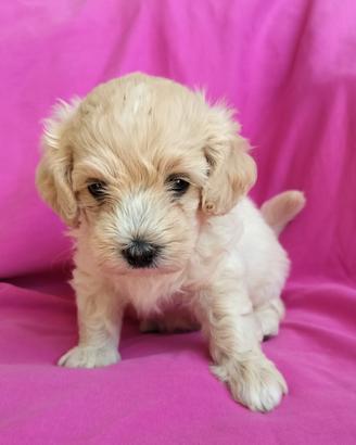 cucciola cane maltipoo