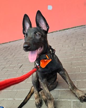 Cucciolo di cane malinos