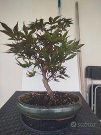 bonsai 