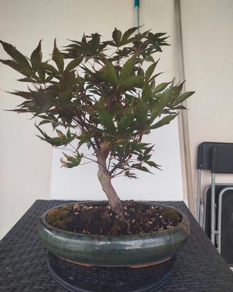 bonsai 