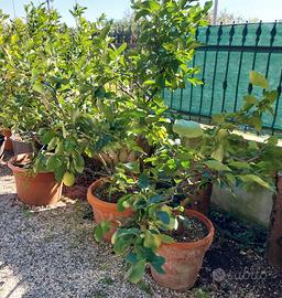 3 Piante di Limone Adulte 20 anni