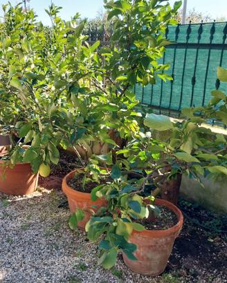 3 Piante di Limone Adulte 20 anni
