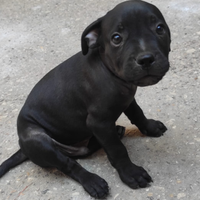 4 cuccioli pitbull amstaff