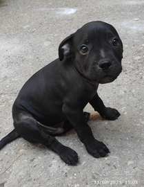 4 cuccioli pitbull amstaff