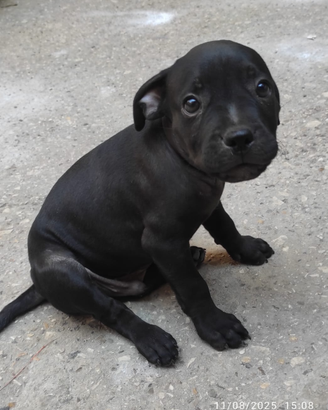 4 cuccioli pitbull amstaff