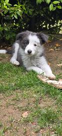 Border collie