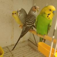 2 coppie di cocorite di cui una gialla albina