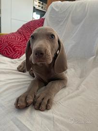 Dolce cucciolo Weimaraner grigio