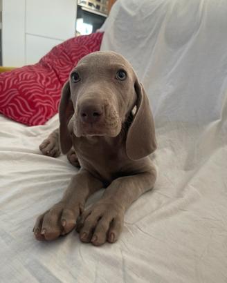 Dolce cucciolo Weimaraner grigio