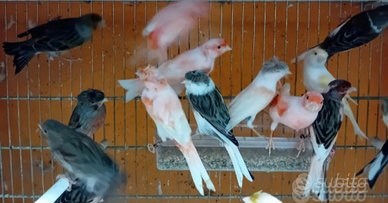 Canarini arlecchini portoghesi