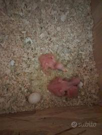 Parrocchetti dal collare