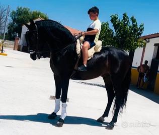 Cavallo Andaluso