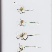 Non dimenticare i fiori - Kawamura Genki