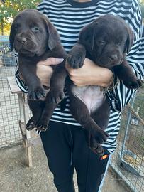 Labrador marroni con Pedigree - Animali In vendita a Viterbo