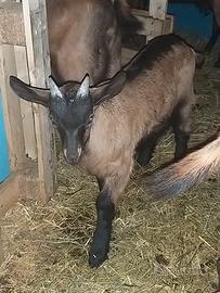 Capretti razza camosciata delle alpi