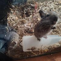 Degu del Cile