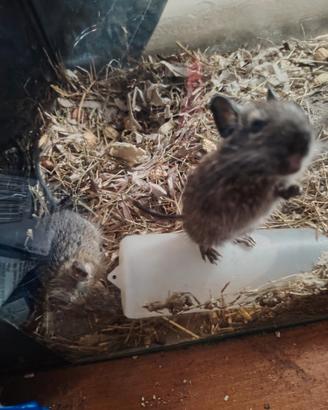 Degu del Cile
