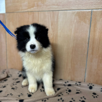 Disponibili cuccioli di Border Collie