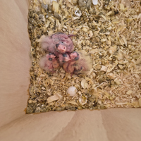 Pappagalli Calopsite pulli