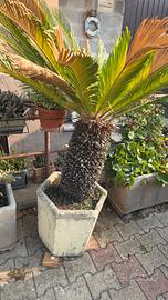 piante 