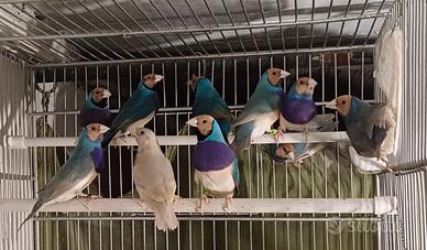 Diamanti di Gould