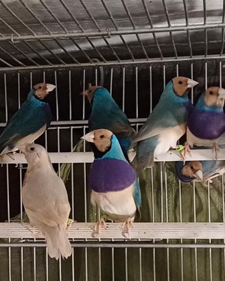 Diamanti di Gould