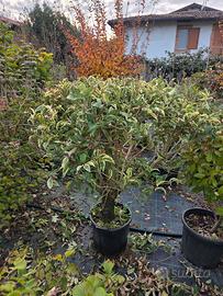 PIANTE LIGUSTRO TRICOLOR E OVALIFOLIUM