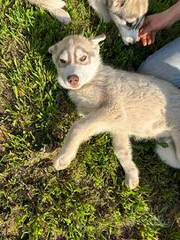 Siberian Husky