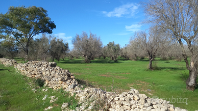 Terreno agricolo