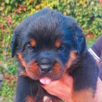 Cucciole di rottweiler taglia gigante