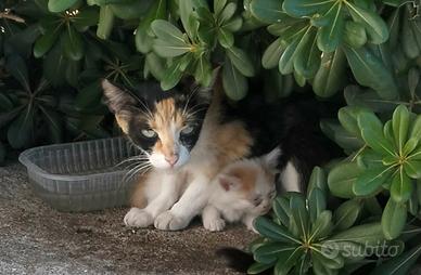 gabbia per contenimento cuccioli