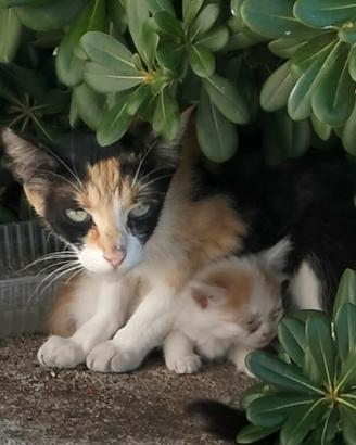 gabbia per contenimento cuccioli