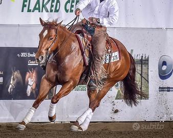 Sun Burstin Diamond - cavalla da reining